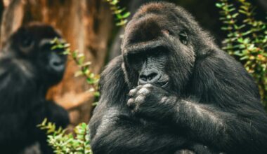 Why monkeys handle conflicts better than we do