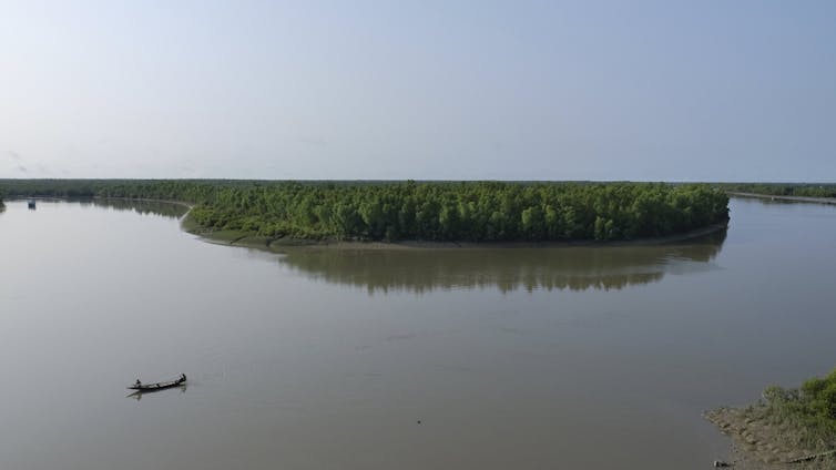 a aerial view of a green mangrove forest near a body of water