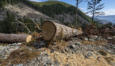 Clear-cut logging is making floods worse. But it’s not just about how many trees are cut