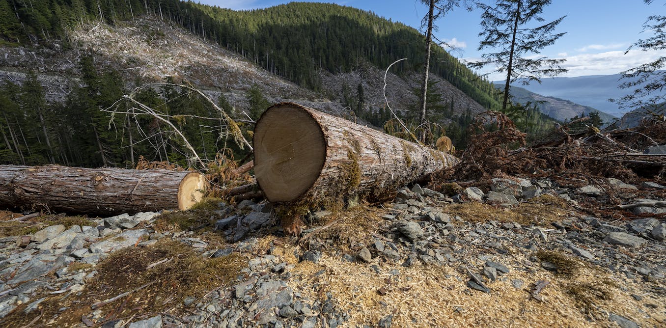 Clear-cut logging is making floods worse. But it’s not just about how many trees are cut