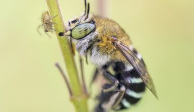 Bees view the world in surprisingly different ways – understanding this could inspire new technology