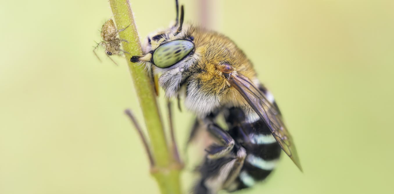 Bees view the world in surprisingly different ways – understanding this could inspire new technology