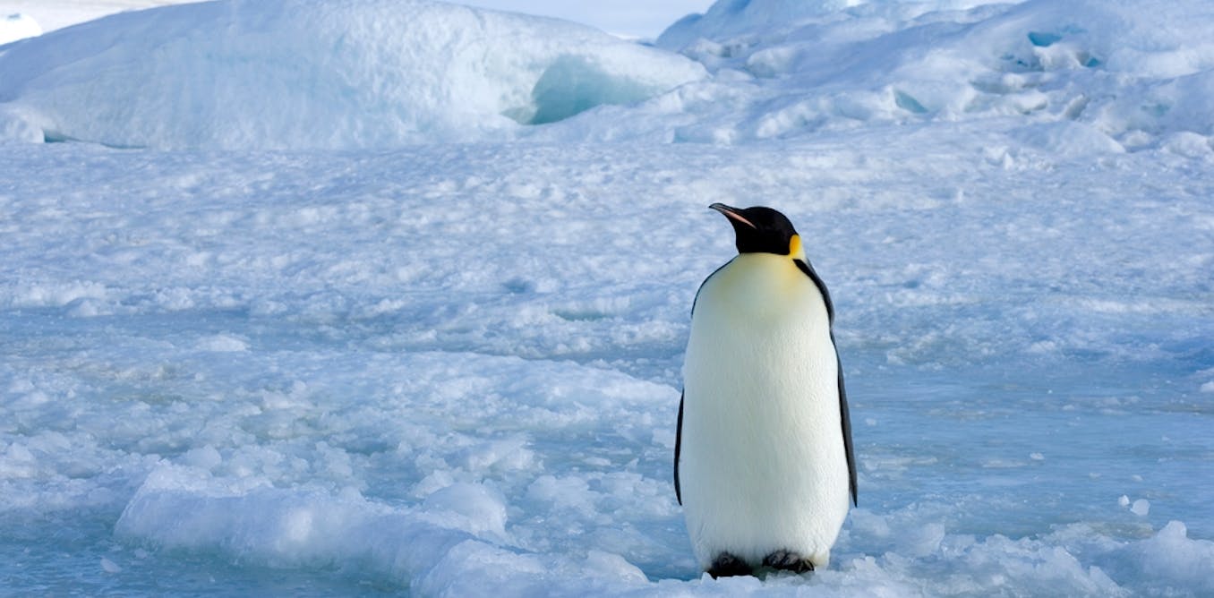 Using a radar satellite to track emperor penguins in winter is changing our understanding of the species