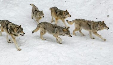 B.C.’s militarized wolf cull is a misguided approach to a complex issue