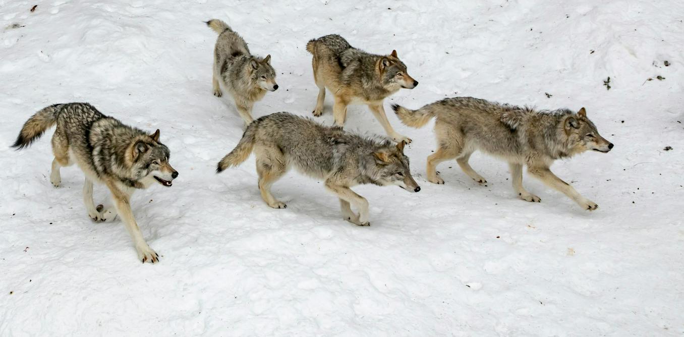 B.C.’s militarized wolf cull is a misguided approach to a complex issue