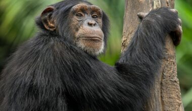 Why do some chimpanzee mothers carry their dead infants for months?