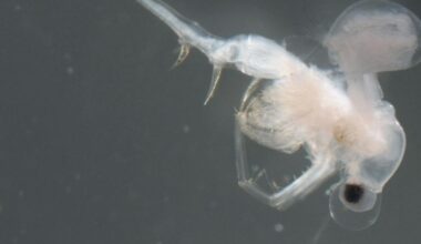 One of Canada’s worst invasive species may have arrived naturally