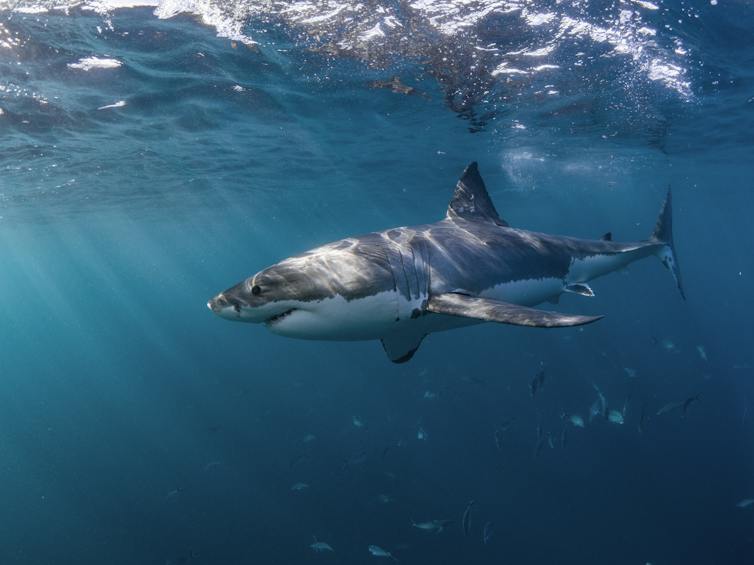 A great white shark glides through the ocean.