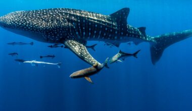 Sharks often swim across national borders. Our conservation efforts must travel with them