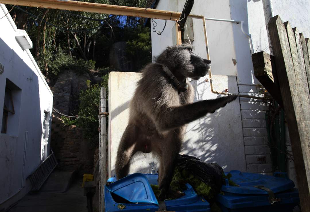 Cape Town authorities are planning to move two troops of baboons from the Simons Town area to electrified enclosures in the next two weeks.
