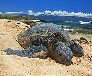 Sea turtles have survived for more than 100 million years and can navigate thousands of miles of open ocean using Earth’s magnetic field — yet artificial lights along a beach can still send newly hatched turtles crawling inland instead of toward the sea