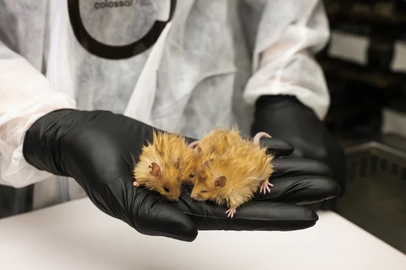 A person in a lab coat and gloves holds two "woolly mice" in their hands.