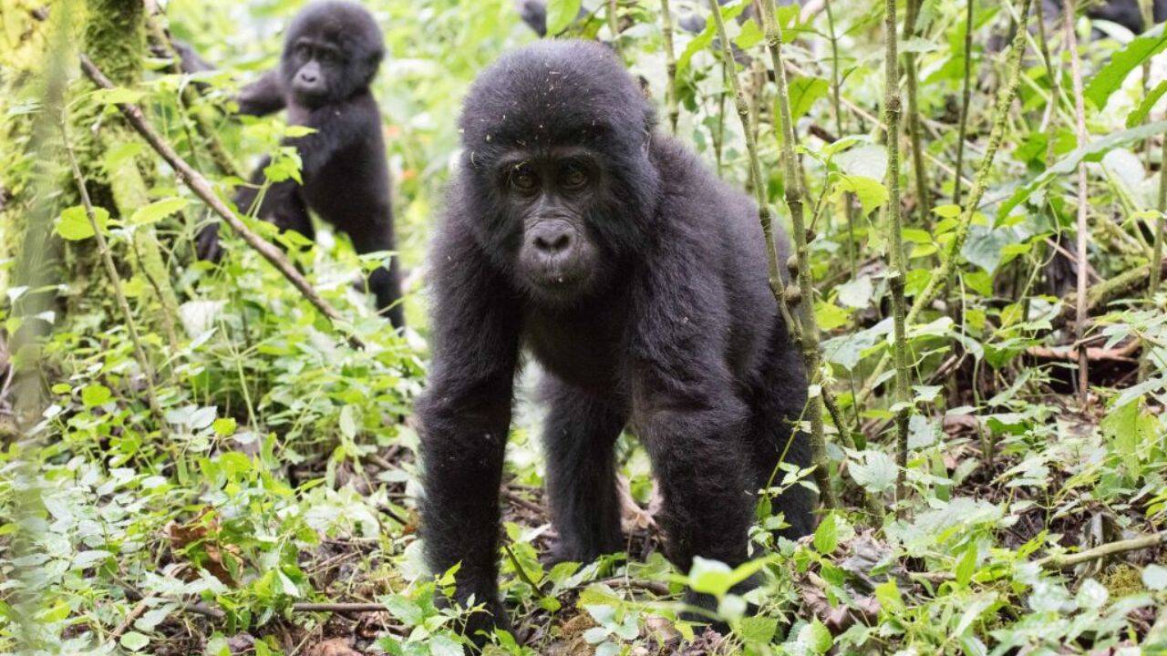 Mountain gorilla infants in Bwindi Impenetrable National Park. Image Credit: WWF Uganda How are 4,053 trees rebuilding a damaged wildlife buffer around Bwindi
