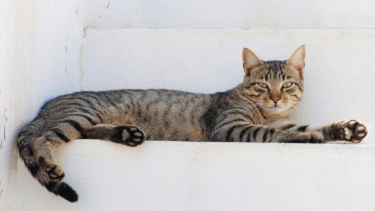 PC: Wikipedia How did researchers track the movement of 925 pet cats using GPS<br>