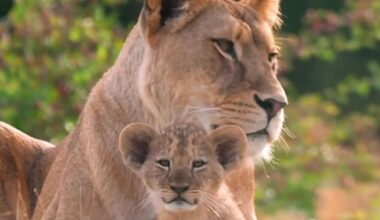 Rare Lion Cubs Explore Outside for First Time at Zoo, and They're Already Getting Curious