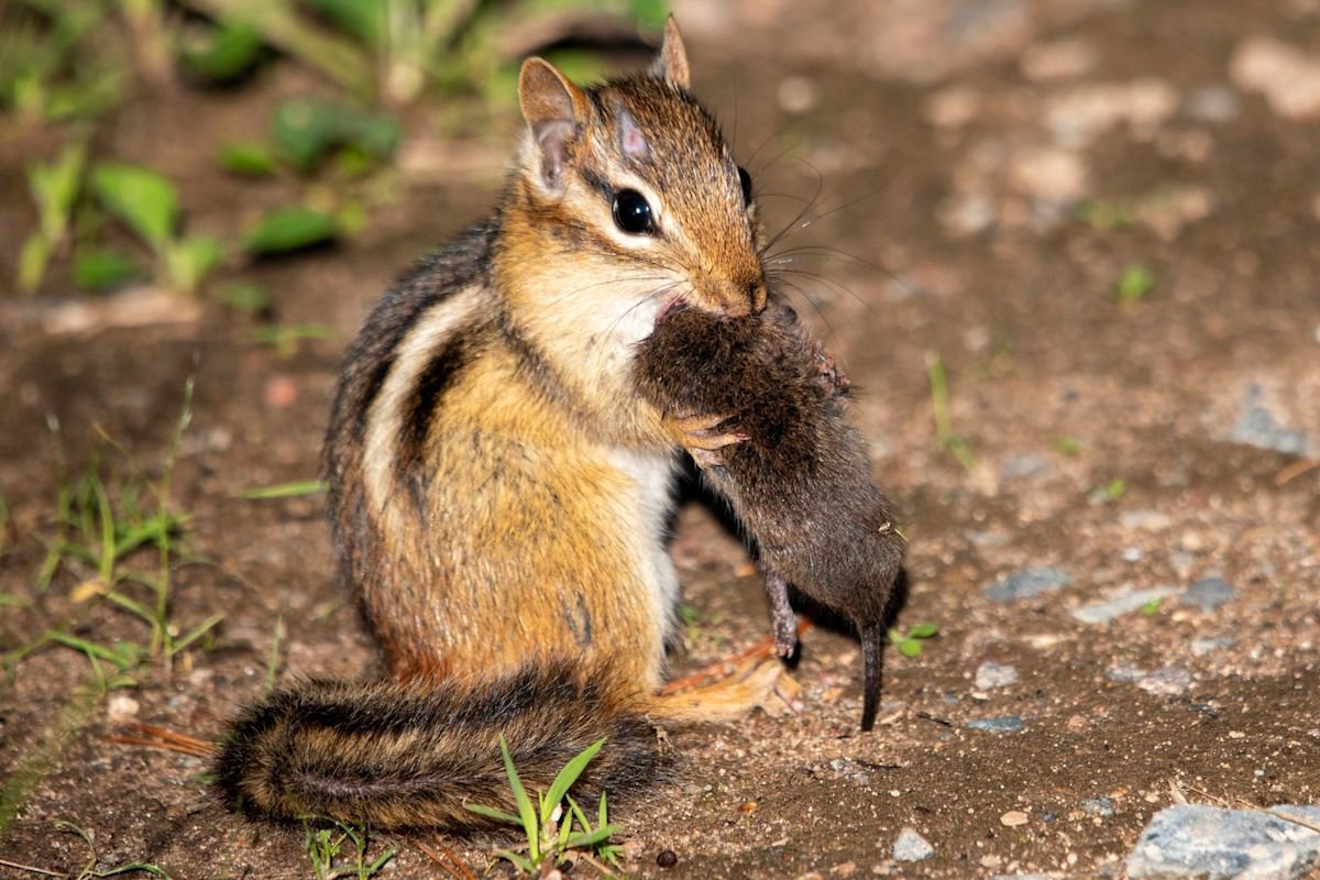 Why scientists want your photos of wildlife eating lunch