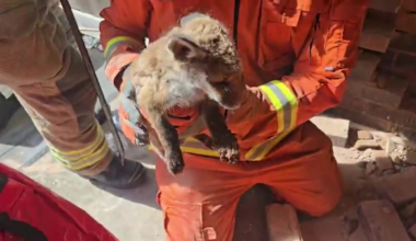 Firefighters rescue three fox cubs trapped between houses
