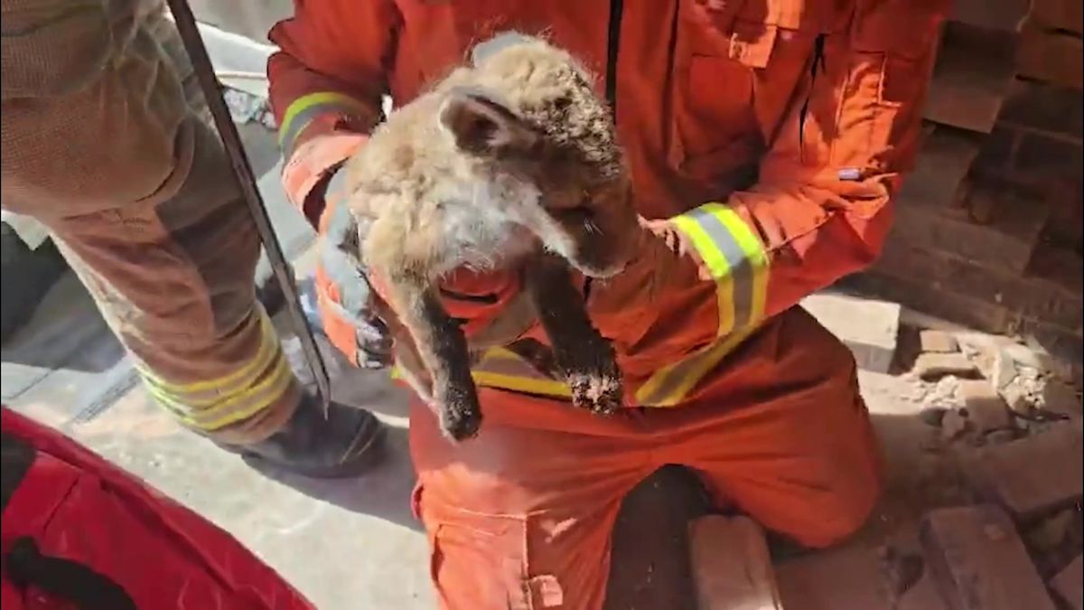 Firefighters rescue three fox cubs trapped between houses