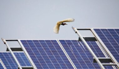 China solar study faces scrutiny after bird counts in the billions raise red flags
