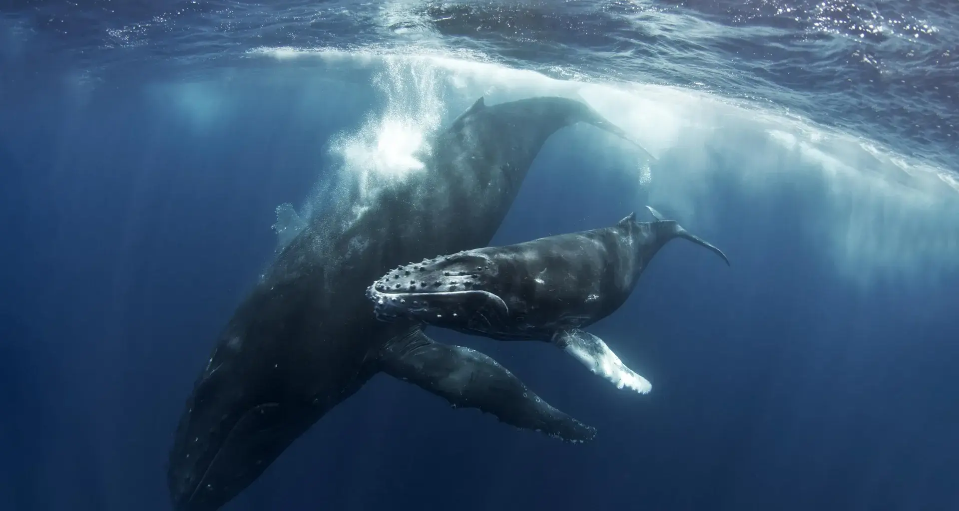 Humpback whale mother may have mourned her dead calf for days