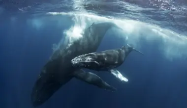 Humpback whale mother may have mourned her dead calf for days