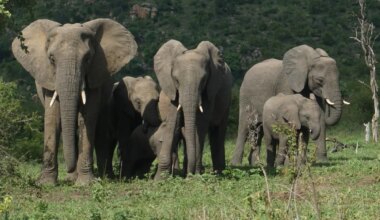 Elephants exact revenge for rhinos, trample poacher to death at Kruger National Park