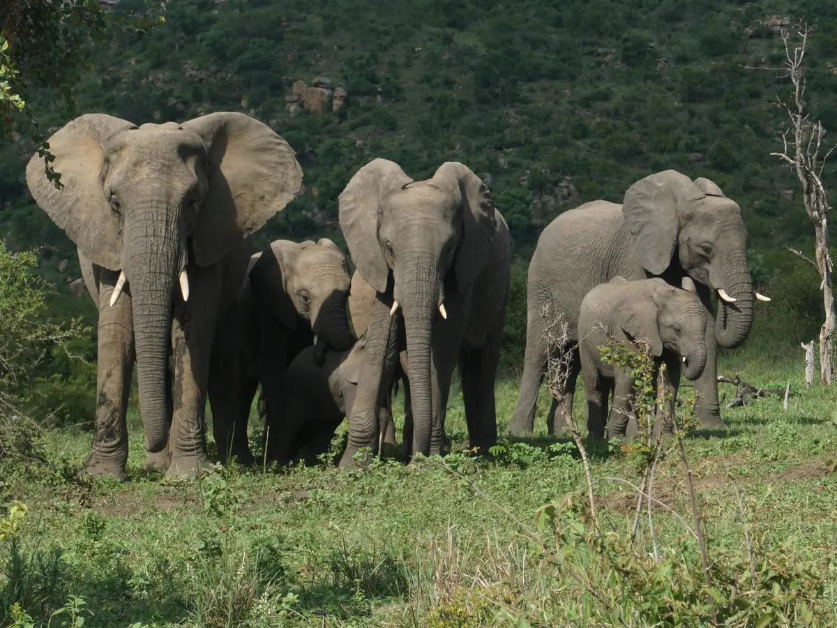 Elephants exact revenge for rhinos, trample poacher to death at Kruger National Park