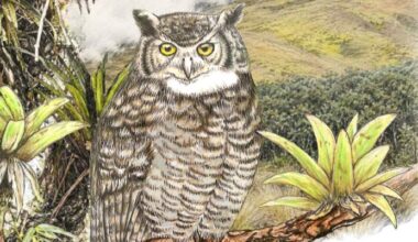 New Owl Species Discovered in Peru