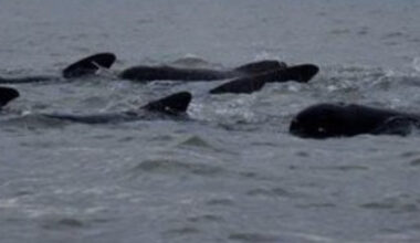 Rescue team on standby after whales were spotted in the Thames at Tilbury | Local News | News | Thurrock Nub News