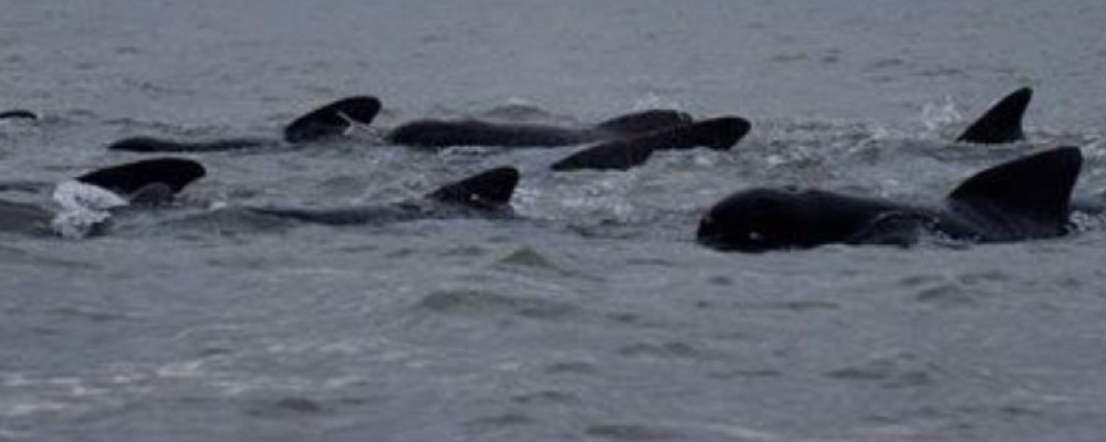 Rescue team on standby after whales were spotted in the Thames at Tilbury | Local News | News | Thurrock Nub News