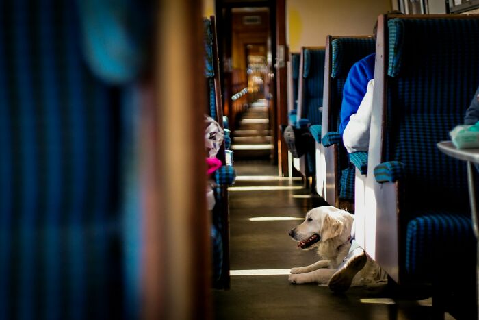 Aita For Refusing To Give Up My Seat On A Flight Due To A Person Who Has A Guide Dog And Is Visiting A Family Member In Hospital Due To The Fact That I Have A Dog Allergy?
