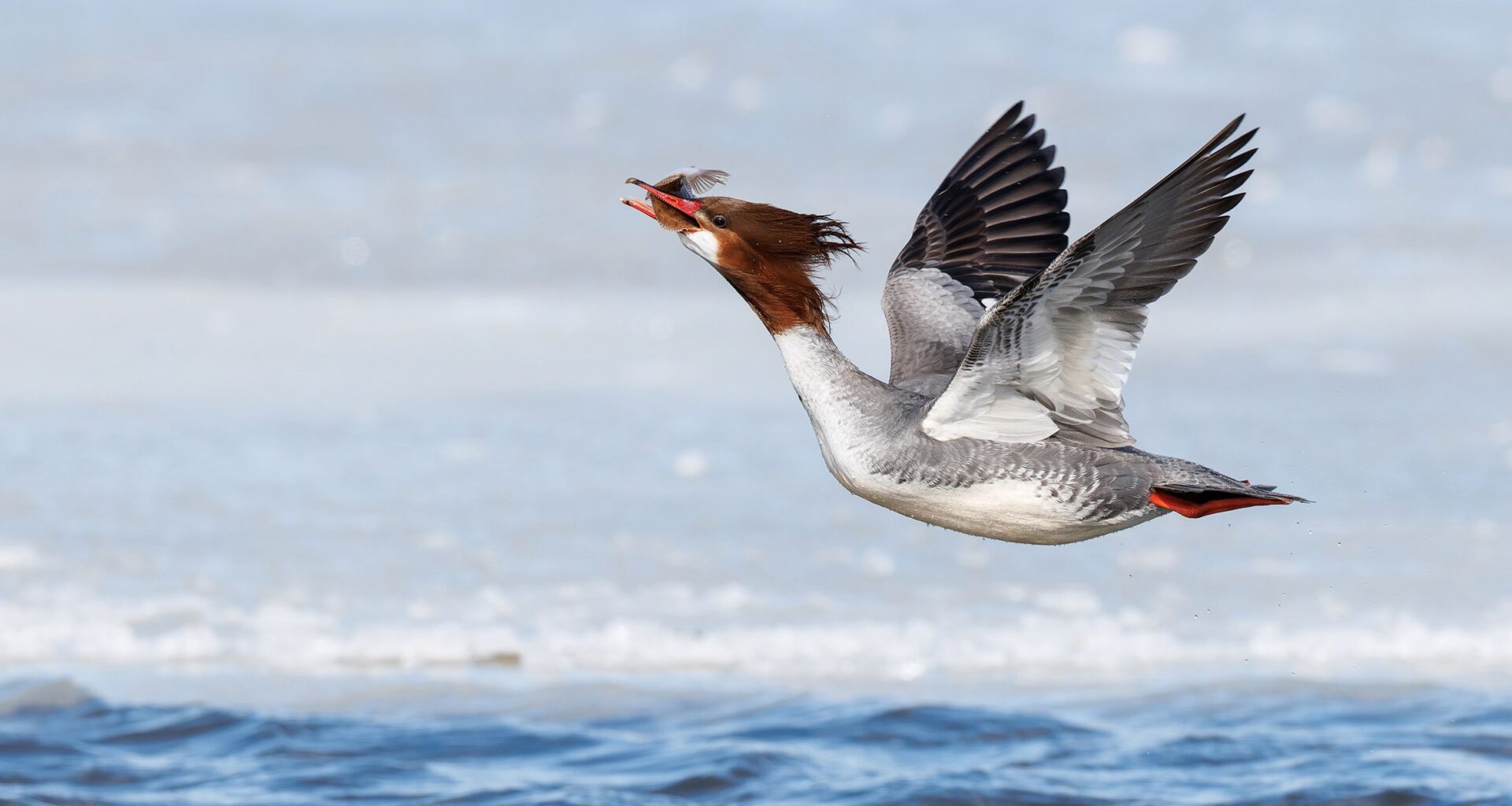 "I spotted a female Common Merganser with a flatfish take to the air to protect her catch from other mergansers. I was thrilled to snap this frame, but I worried it wouldn’t be tack sharp. It was!" says award-winning photographer