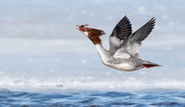 "I spotted a female Common Merganser with a flatfish take to the air to protect her catch from other mergansers. I was thrilled to snap this frame, but I worried it wouldn’t be tack sharp. It was!" says award-winning photographer