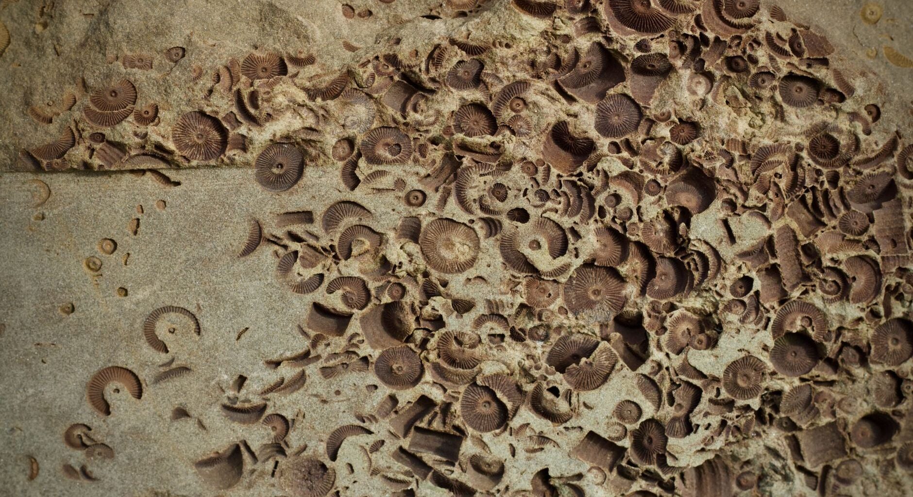 The fossil record suggests extinction crises killing 10% of species occur roughly once per million years, while events killing around 65% occur roughly once per 100 million years — but these are episodic catastrophes, not a steady countdown toward the next mass extinction.