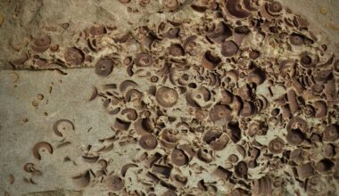 The fossil record suggests extinction crises killing 10% of species occur roughly once per million years, while events killing around 65% occur roughly once per 100 million years — but these are episodic catastrophes, not a steady countdown toward the next mass extinction.