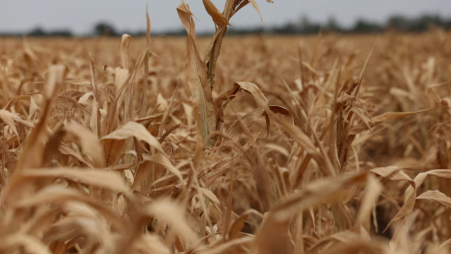 A drought-stricken corn field as record heatwaves and drought have aggravated climate risks for farmers in Hajduszoboszlo, Hungary, 26 August 2026. Photo: Reuters