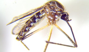 Shock moment 'yellow fever' mosquitoes which can carry killer viruses found in London gardens - London Evening Standard