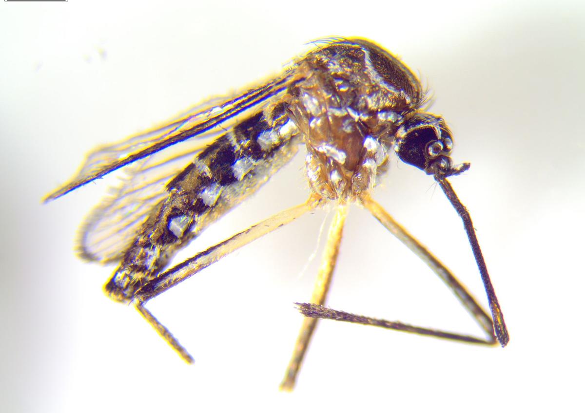 Shock moment 'yellow fever' mosquitoes which can carry killer viruses found in London gardens - London Evening Standard