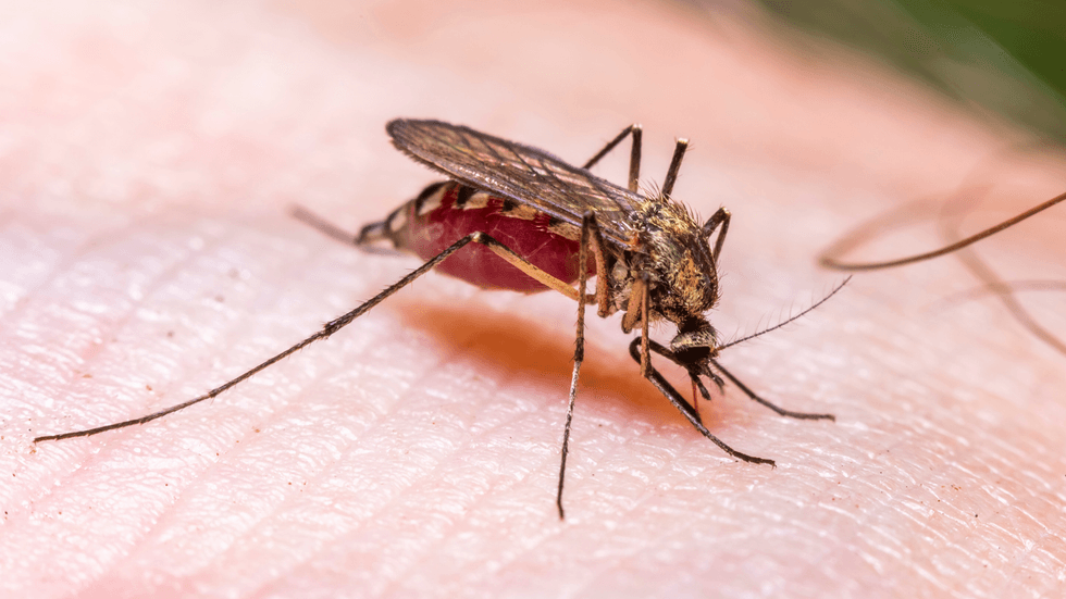 Mosquito