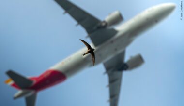 Award-winning 16-year-old photographer now highlighted in world’s leading wildlife photography competition with an almost perfectly aligned bird and airplane DSLR image