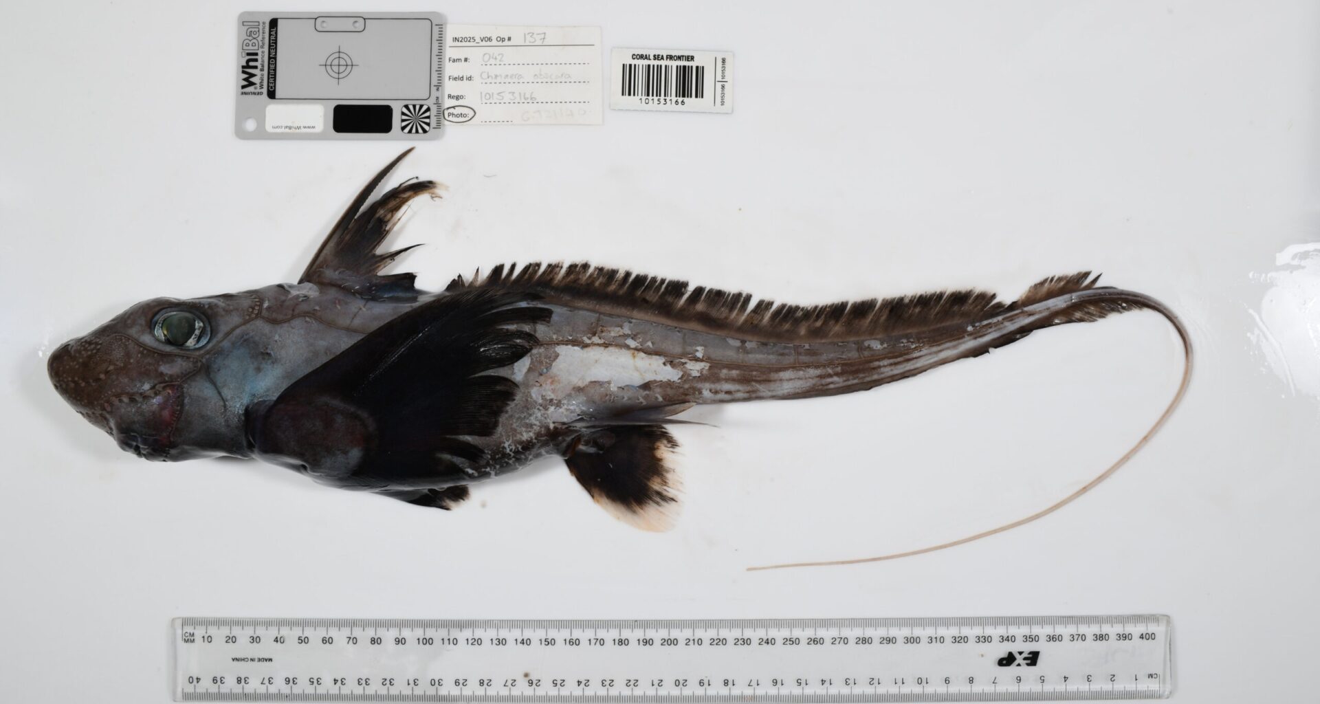 Between April 2025 and March 2026, the Ocean Census network documented 1,121 marine species thought to be new to science—enough, the project says, to raise the normal global identification rate by 54%—while estimates suggest that as much as 90% of marine species may remain undescribed.