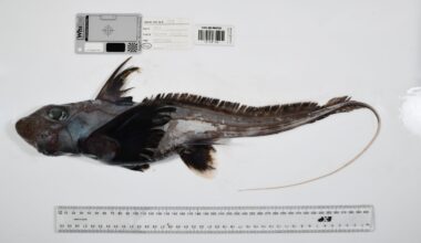Between April 2025 and March 2026, the Ocean Census network documented 1,121 marine species thought to be new to science—enough, the project says, to raise the normal global identification rate by 54%—while estimates suggest that as much as 90% of marine species may remain undescribed.