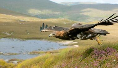 Eagles and wolves: The long-lost animals that live on in Irish place names