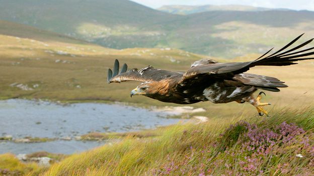 Eagles and wolves: The long-lost animals that live on in Irish place names