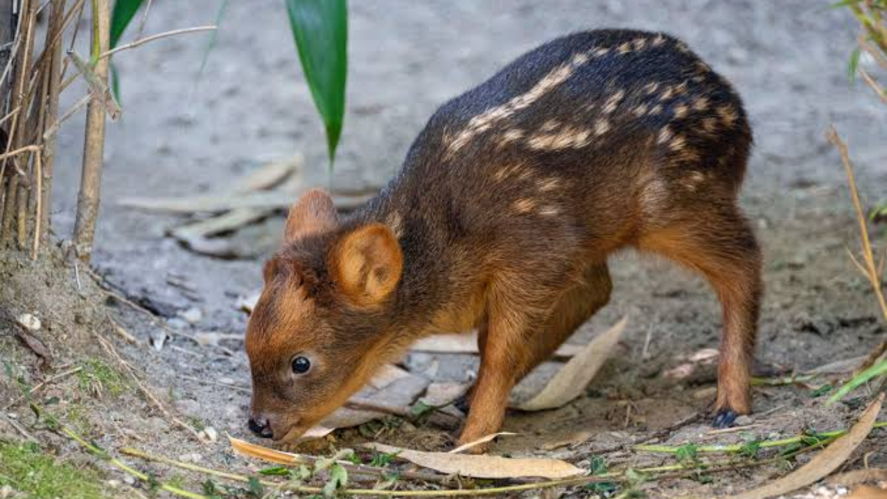 Pudus are also known for being elusive. Pudus are also known for being elusive.