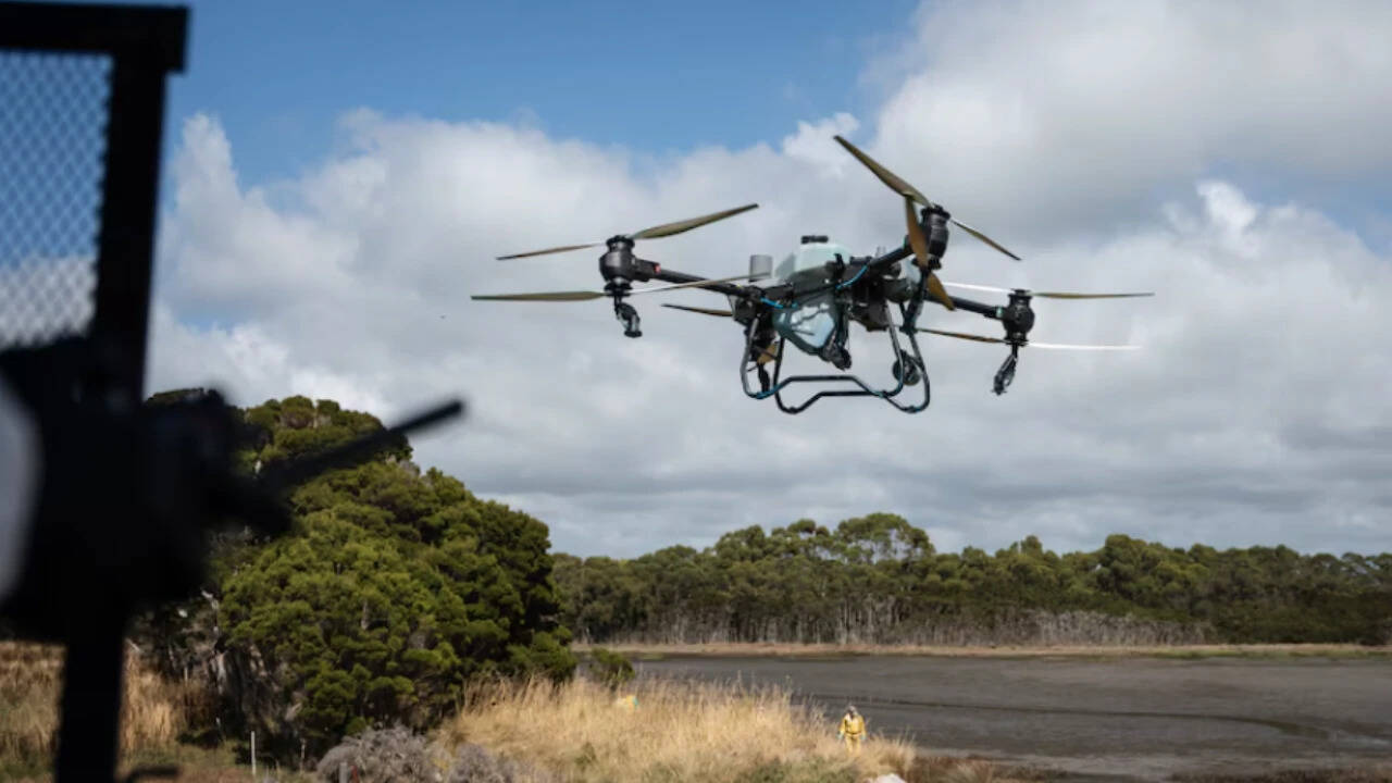 Rice grass was treated with herbicide using quadbikes, vehicles with long hoses and drones. (Photo: ABC) Rice grass was treated with herbicide using quadbikes, vehicles with long hoses and drones. (Photo: ABC)