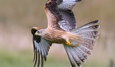 Red Kite found poisoned in Cairngorms National Park: Police Scotland appeals for information – Raptor Persecution UK