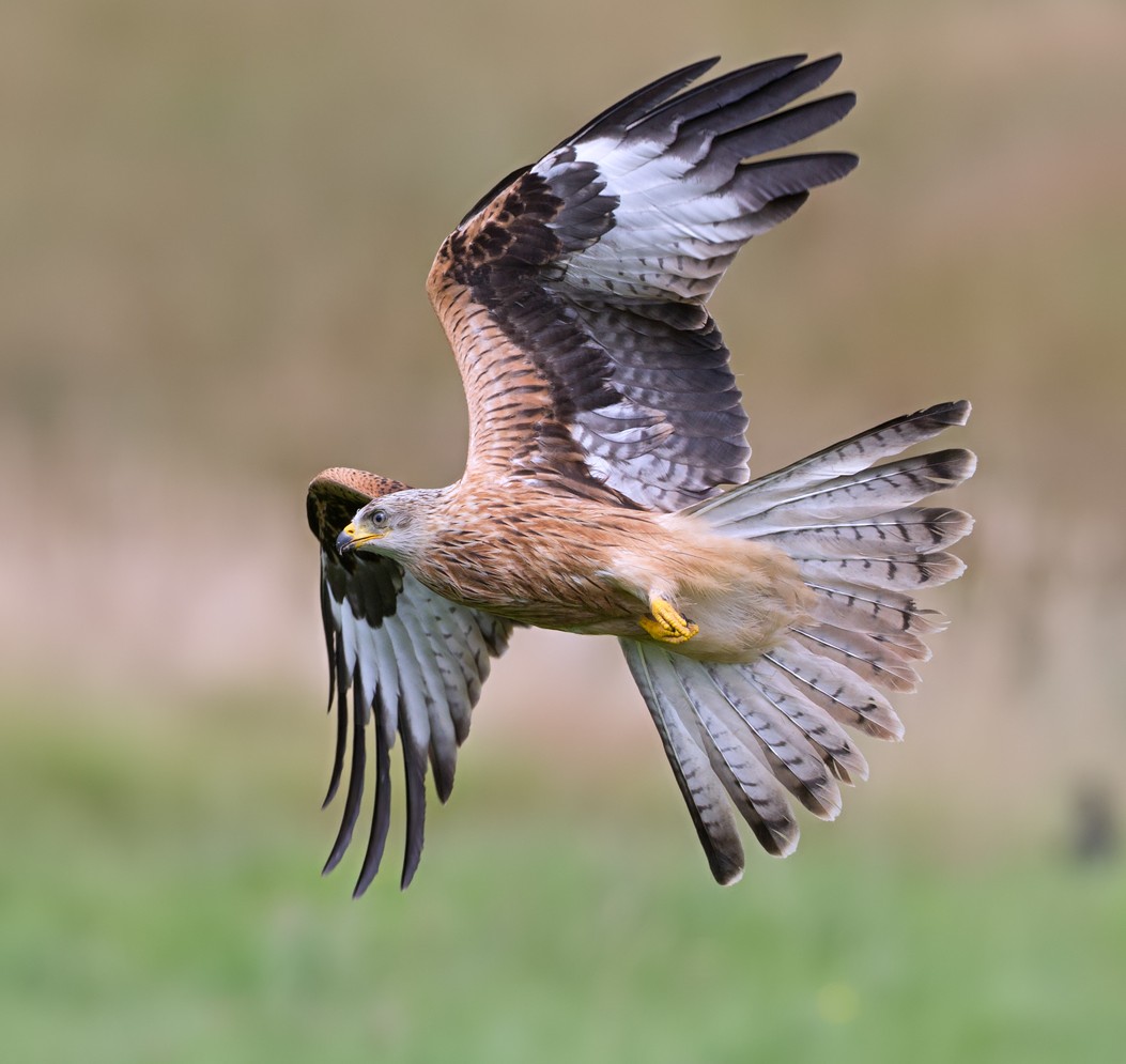 Red Kite found poisoned in Cairngorms National Park: Police Scotland appeals for information – Raptor Persecution UK