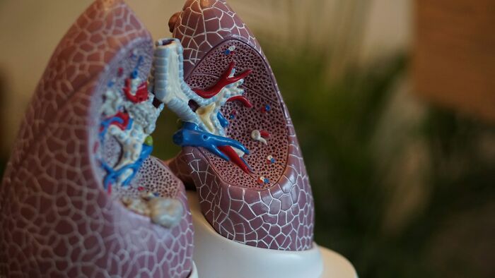 Anatomical model of lungs highlighting historical understanding of medical practices