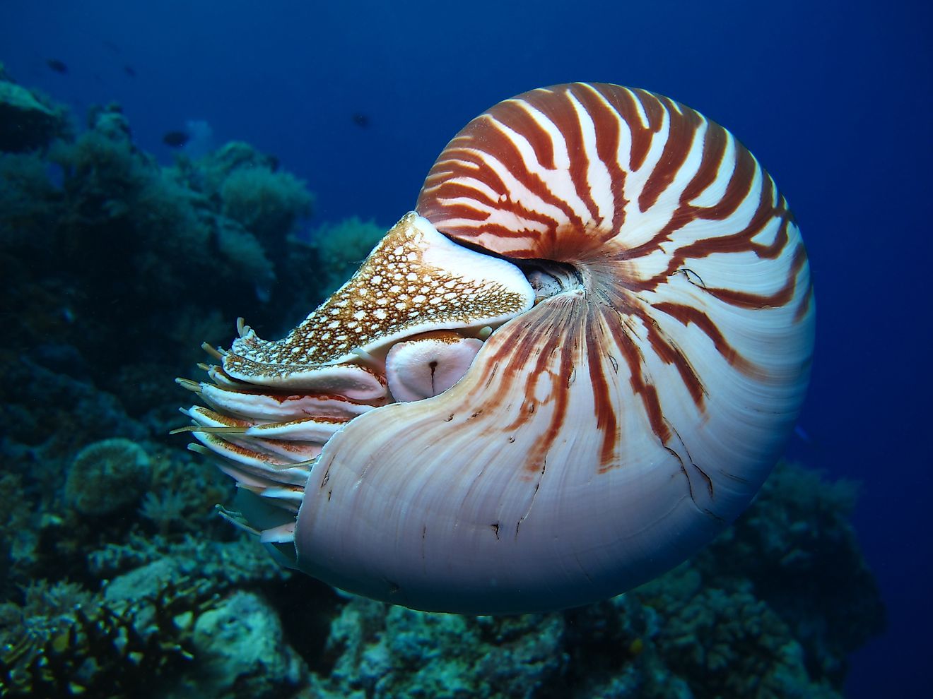 The Sea Creatures That Outlived The Dinosaurs